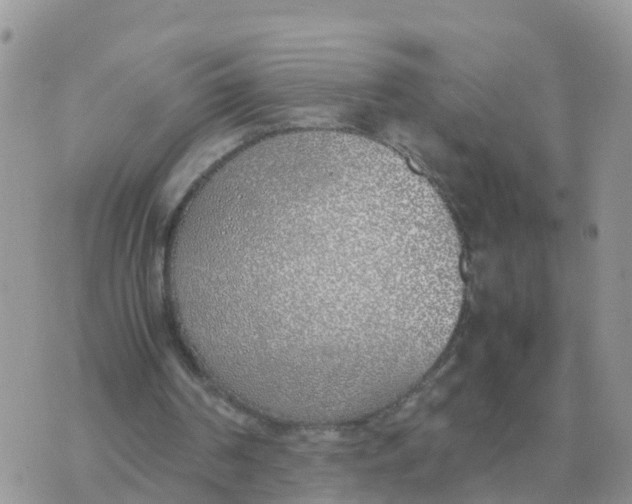 X0000070430194200606302135