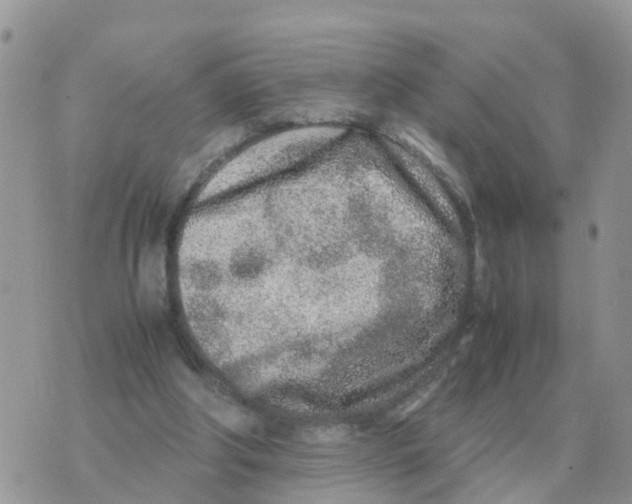 X0000070430202200606302135