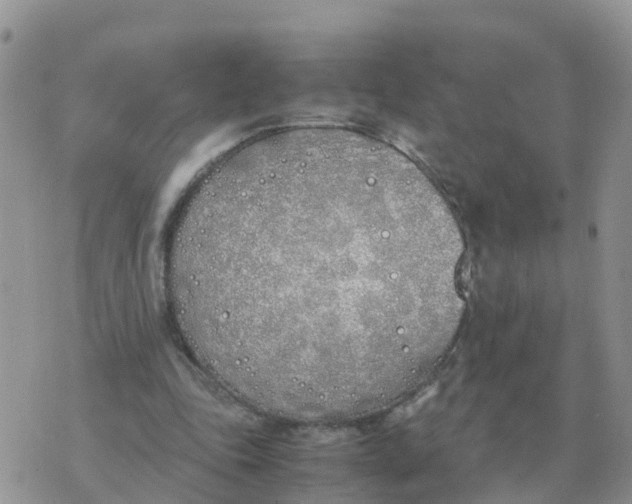 X0000070430343200606302132