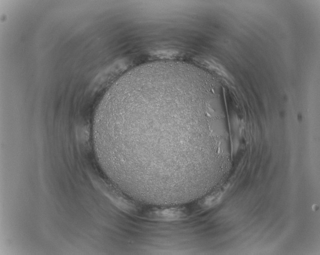 X0000070430365200606302132