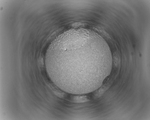 X0000070430375200606302132