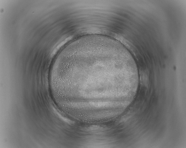 X0000070430390200606302131