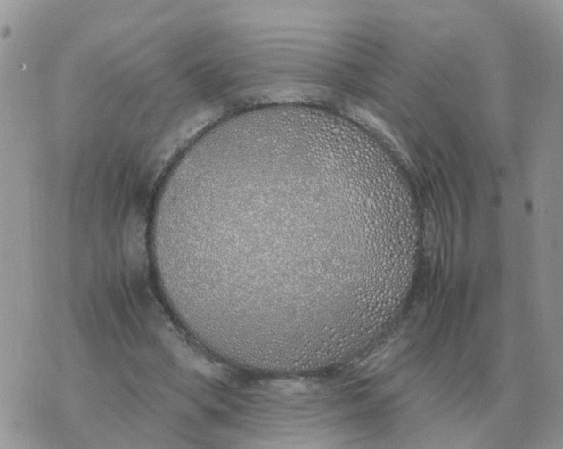 X0000070430394200606302131