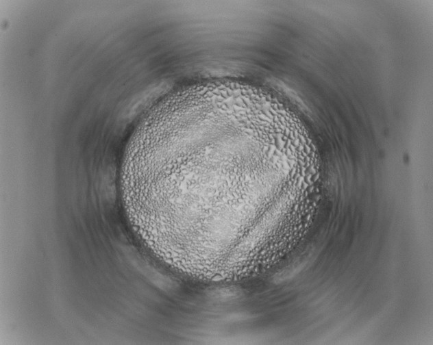 X0000070430402200606302131