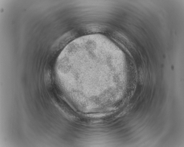 X0000070430410200606302131