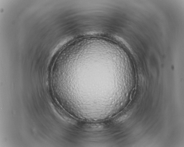 X0000070430443200606302130