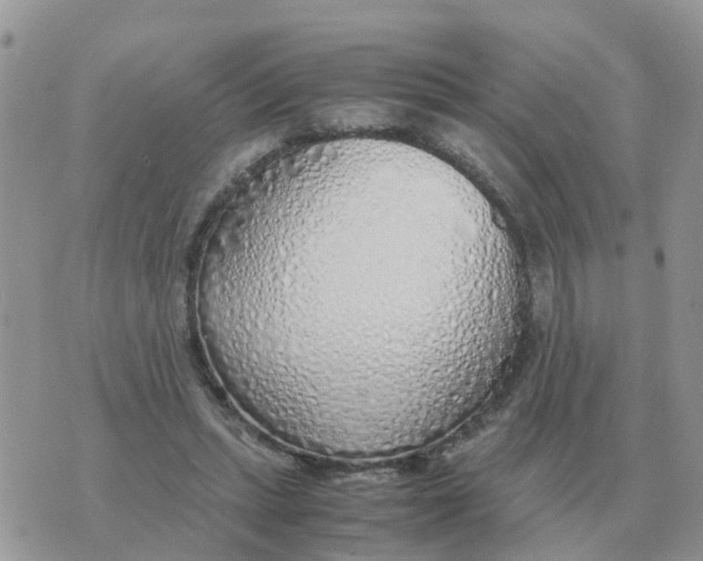 X0000070430447200606302130