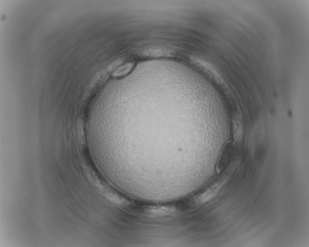 X0000070430453200606302130