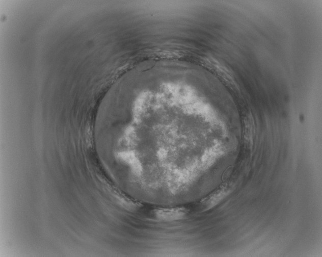 X0000070430465200606302130