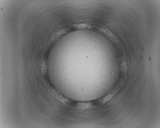 X0000070430469200606302131