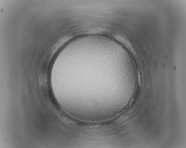 X0000070430483200606302130