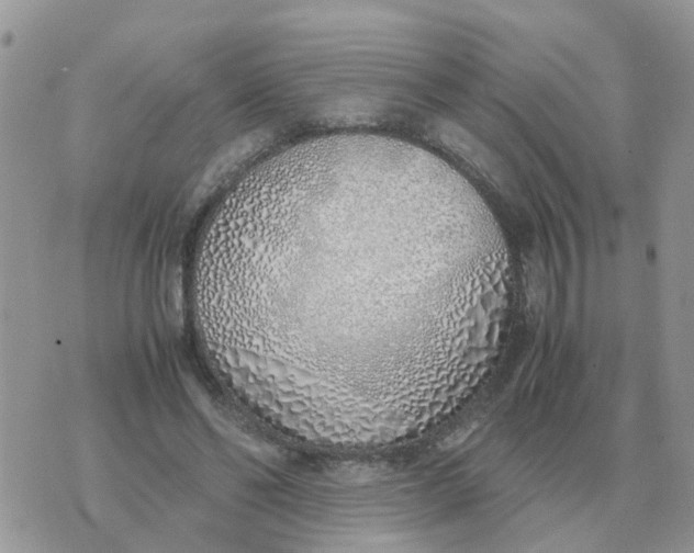 X0000070430494200606302130