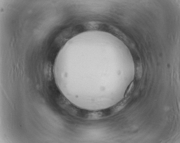 X0000070430525200606302129