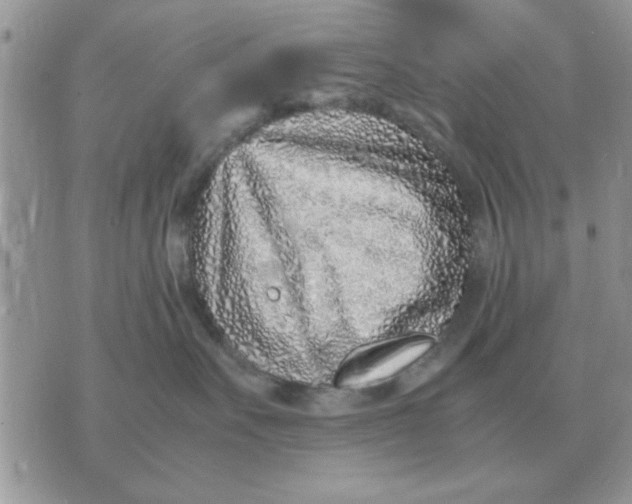 X0000070430527200606302129