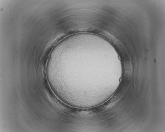 X0000070430542200606302129