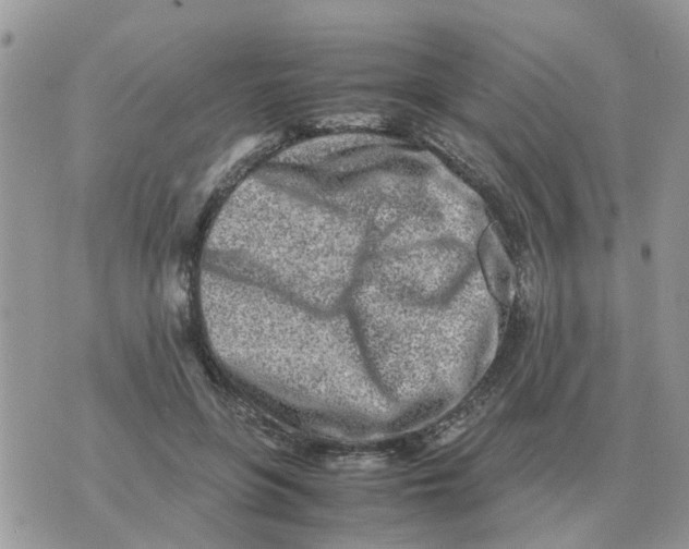 X0000070430551200606302129