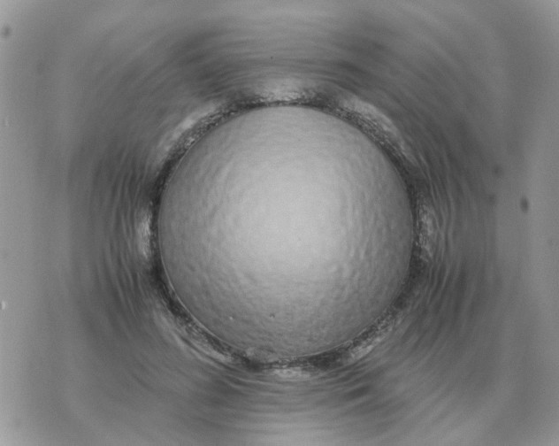 X0000070430596200606302128