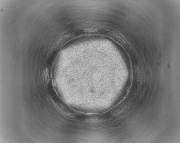 X0000070430598200606302128