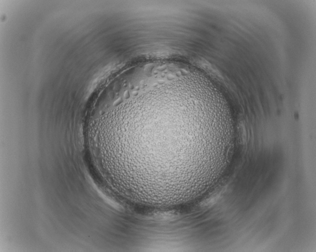 X0000070430638200606302127