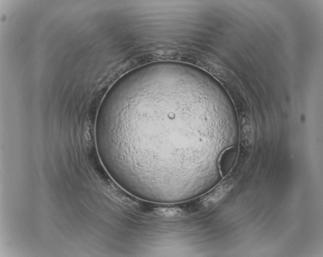 X0000070430654200606302127