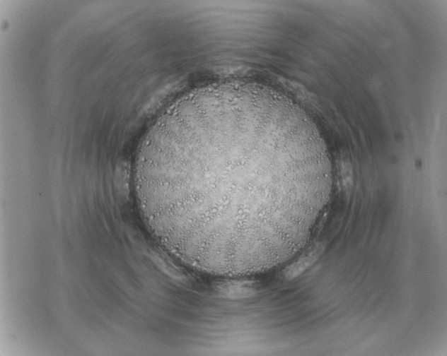 X0000070430664200606302127