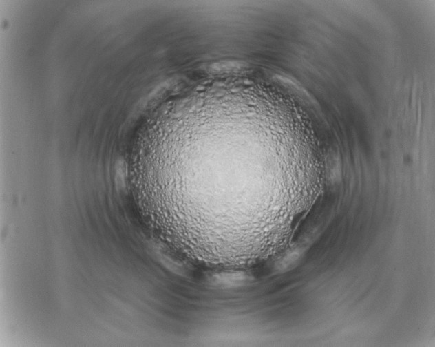 X0000070430669200606302128