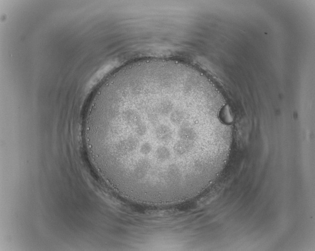 X0000070430679200606302127