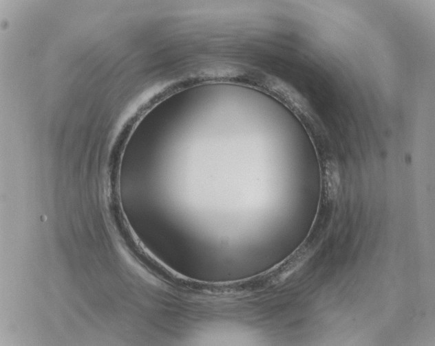 X0000070430726200606302125