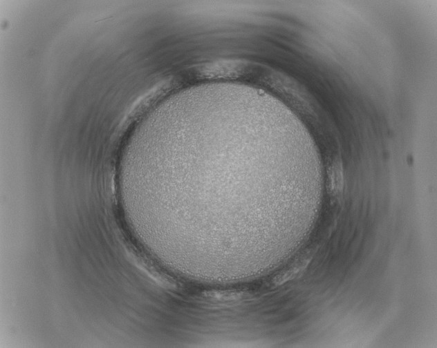 X0000070430733200606302125