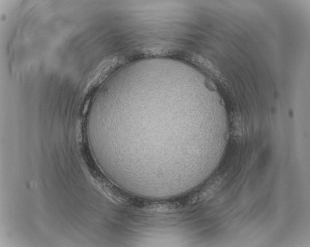 X0000070430738200606302126