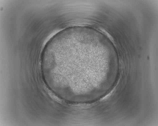 X0000070430779200606302125