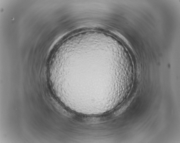 X0000070430783200606302125