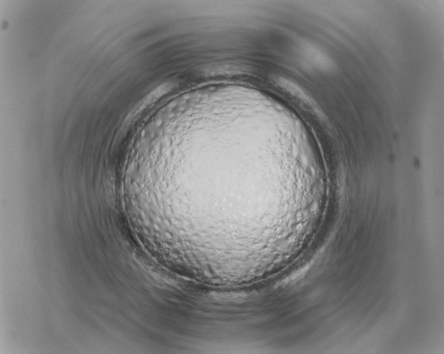 X0000070430825200606302124