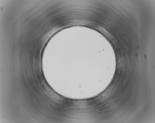 X0000070430836200606302124