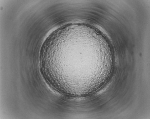 X0000070430845200606302124