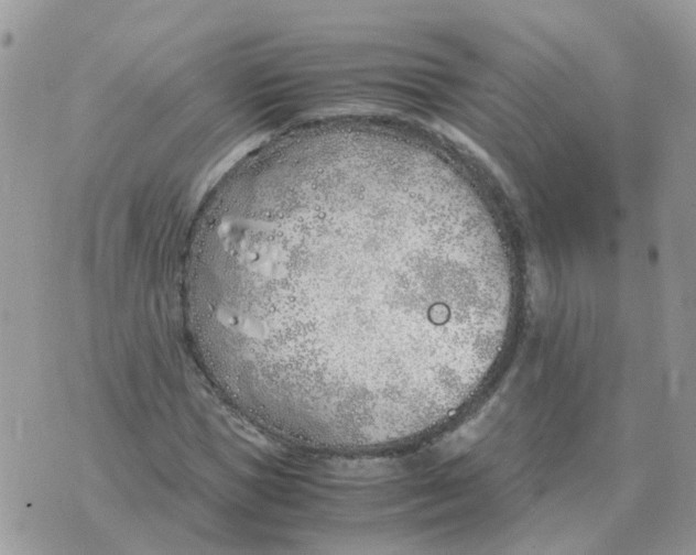 X0000070430921200606302122