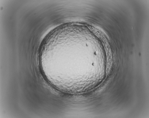 X0000070430983200606302122