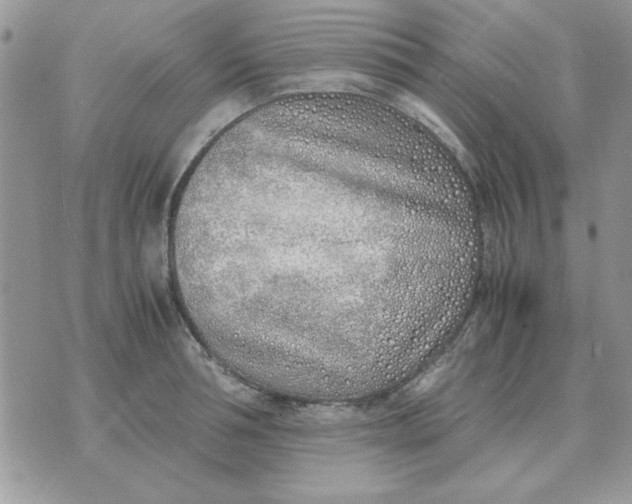 X0000070430994200606302122