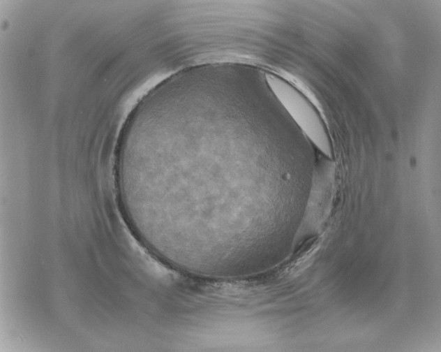 X0000070430995200606302122