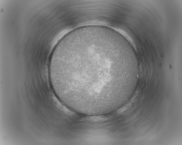 X0000070430998200606302121