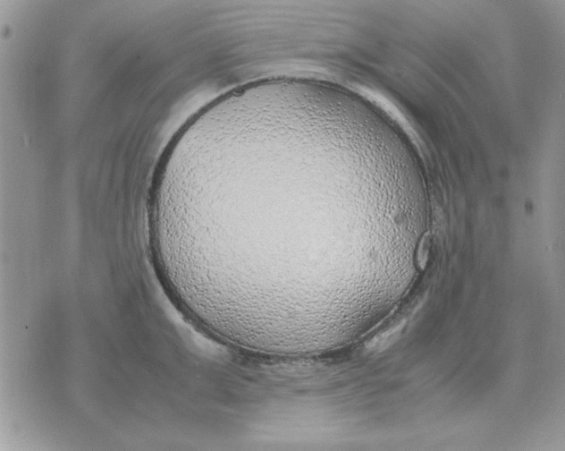 X0000070430999200606302121