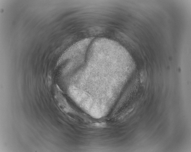 X0000070431011200606302121