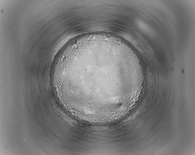 X0000070431023200606302121