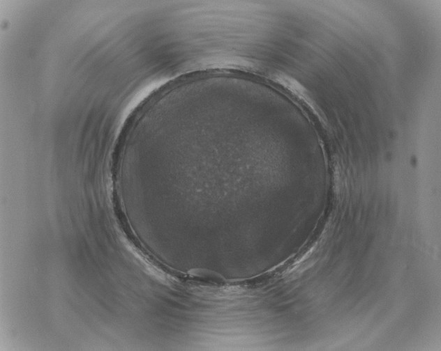 X0000070431024200606302121