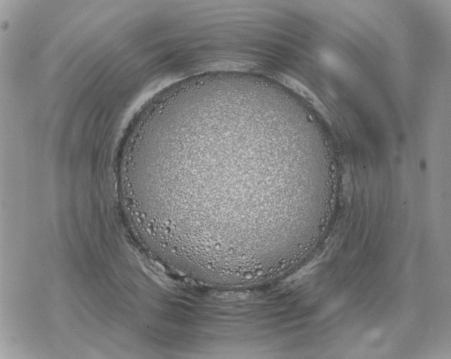 X0000070431027200606302121