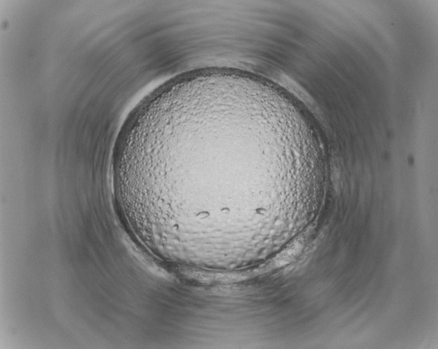 X0000070431028200606302121