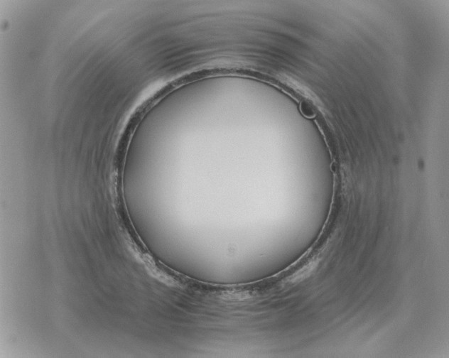 X0000070431029200606302121