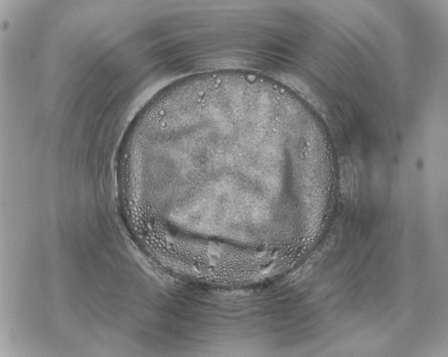 X0000070431031200606302121