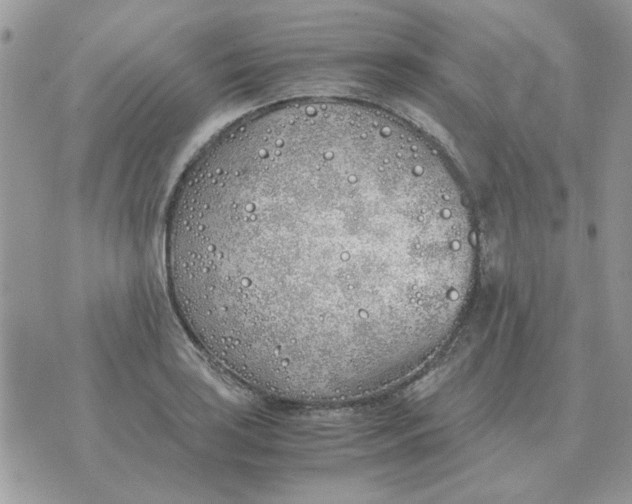 X0000070431035200606302121