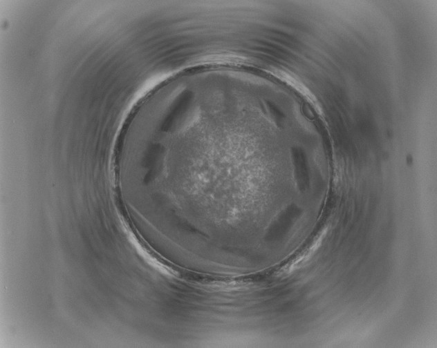 X0000070431037200606302121